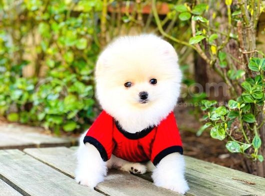 Yavru Pomerani̇an Boo görsel