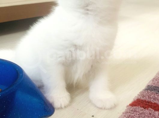 2 Mart Doğumlu Oğullarımız görsel