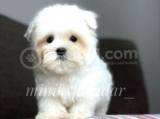 Irk Ve Sağlık Garantili Maltese Terrier Yavrularımız görsel
