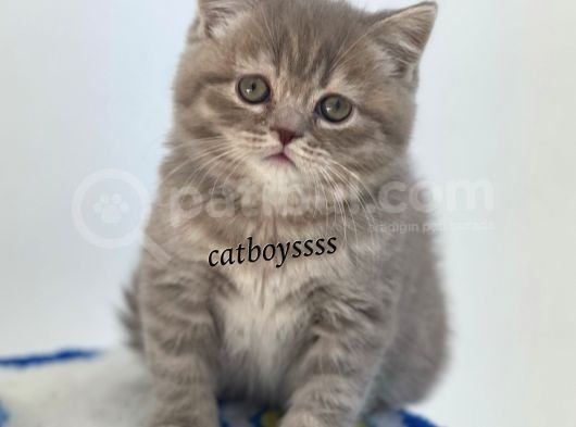 Sevimli Blue Tabby British Shorthair Erkek Yavru