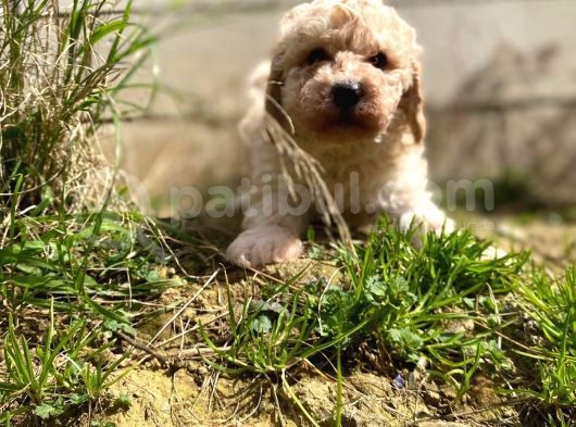 Apricot Toy Poodle Yavrularımız görsel