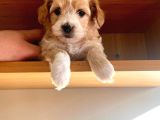 Apricot Maltipoo Yavrular