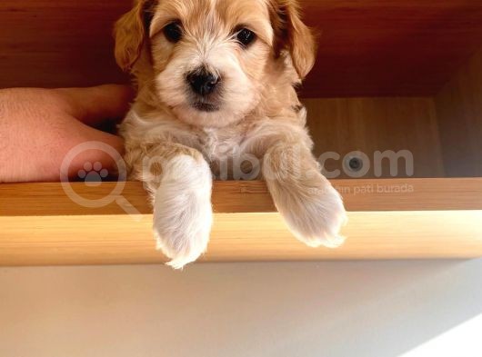 Apricot Maltipoo Yavrular görsel