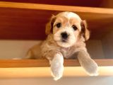 Apricot Maltipoo Yavrular