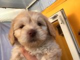 Ev Doğumlu Malti̇poo Yavrumuz