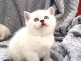 Scottish Fold Silver Şecereli  Ve Şeceresiz  Yavru