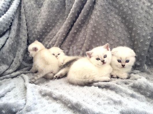 Scottish Fold Silver Şecereli  Ve Şeceresiz  Yavru görsel