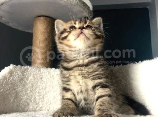 Scottish Straight Yavrumuz Ömürlük Yuva Arıyor görsel