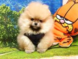Orjinal Pomeranian Boo Yavrularımız