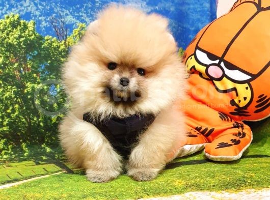 Orjinal Pomeranian Boo Yavrularımız görsel