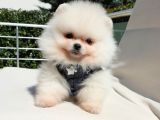 Orjinal Pomeranian Boo Yavrularımız