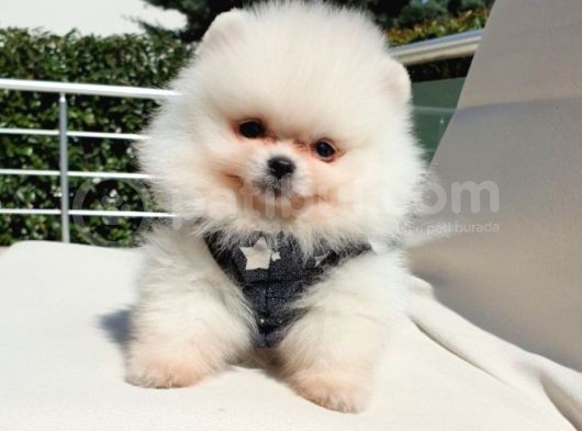 Orjinal Pomeranian Boo Yavrularımız görsel