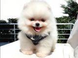 Orjinal Pomeranian Boo Yavrularımız