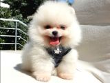 Orjinal Pomeranian Boo Yavrularımız