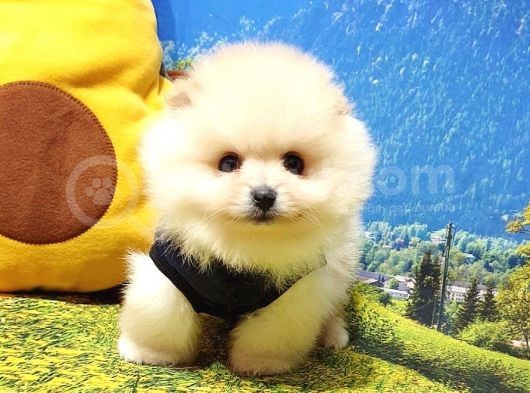 Orjinal Pomeranian Boo Yavrularımız görsel