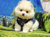 Pomeranian Boo Teddy Bear Yavrular