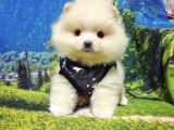 Pomeranian Boo Teddy Bear Yavrular