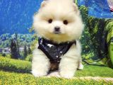Pomeranian Boo Teddy Bear Yavrular