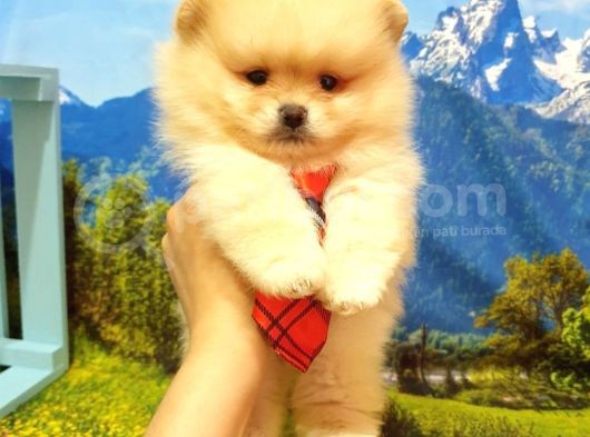 Pomeranian Boo Teddy Bear Yavrular görsel