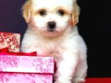 Maltipoo Kızlar