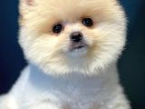 Secereli Pomeranian Yavruları