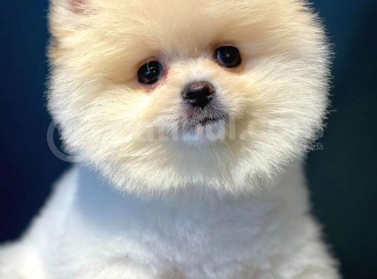Secereli Pomeranian Yavruları