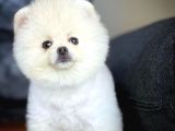 Secereli Pomeranian Yavruları