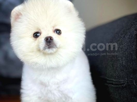 Secereli Pomeranian Yavruları görsel