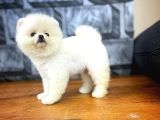 Secereli Pomeranian Yavruları