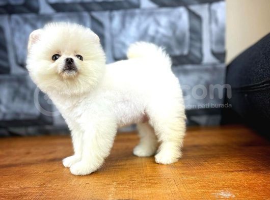 Secereli Pomeranian Yavruları görsel