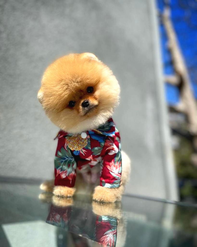 pomeranian boo