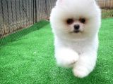 Kar Beyaz Pomeranian Yavruları