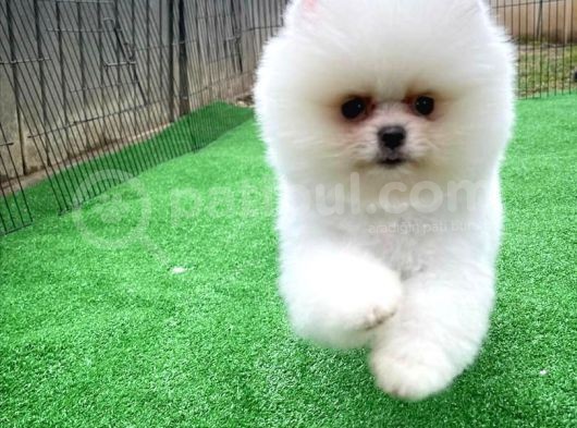 Kar Beyaz Pomeranian Yavruları görsel