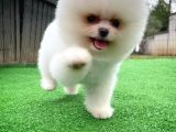 Kar Beyaz Pomeranian Yavruları