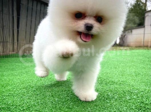 Kar Beyaz Pomeranian Yavruları görsel