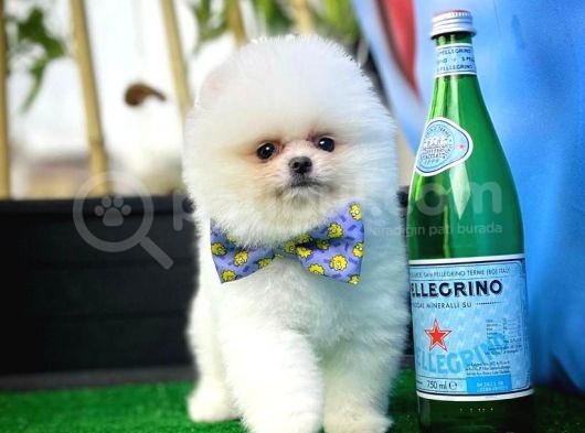 Kar Beyaz Pomeranian Yavruları