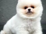 Kar Beyaz Pomeranian Yavruları