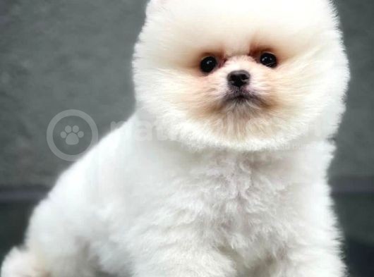 Kar Beyaz Pomeranian Yavruları görsel