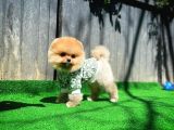 Tüy Dökülmesi Az Olan Pomeranian Yavrularımız