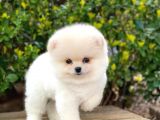 Safkan Pomeranian Yavruları