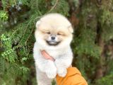 Safkan Pomeranian Yavruları