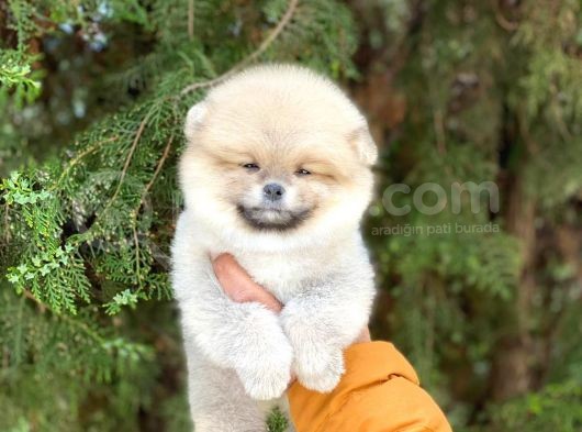 Safkan Pomeranian Yavruları görsel