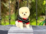 Safkan Pomeranian Yavruları