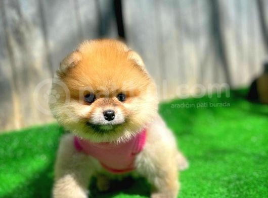 Orjinal Renk Boo Pomerani̇an Kızımız Missy görsel