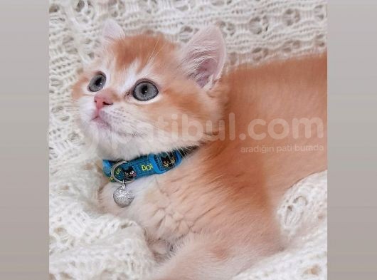 Boncuk Gözlü Golden Yavrumuz Yuvasını Ariyor görsel