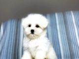 Terrier Maltesse