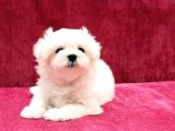 Irk ve Sağlık Garantili Maltese Terrier Yavrularımız