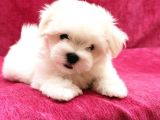 Irk Ve Sağlık Garantili Maltese Terrier Yavrularımız