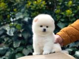 Yakişikli Pomerai̇nan Boo