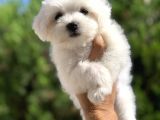 Safkan Irk Garantili Maltese Terrier Yavrularımız